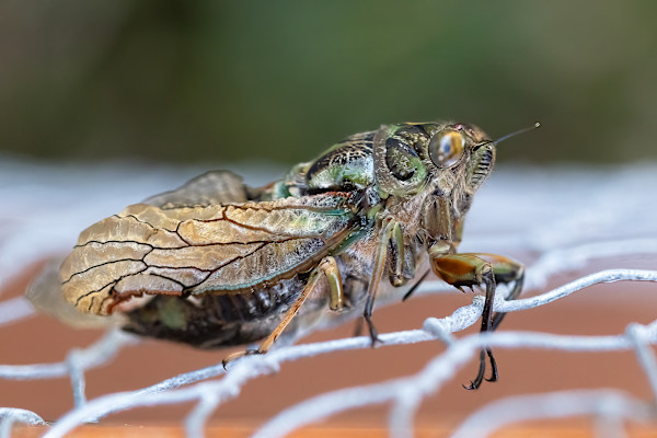 Cicada on a wire by EB Photography