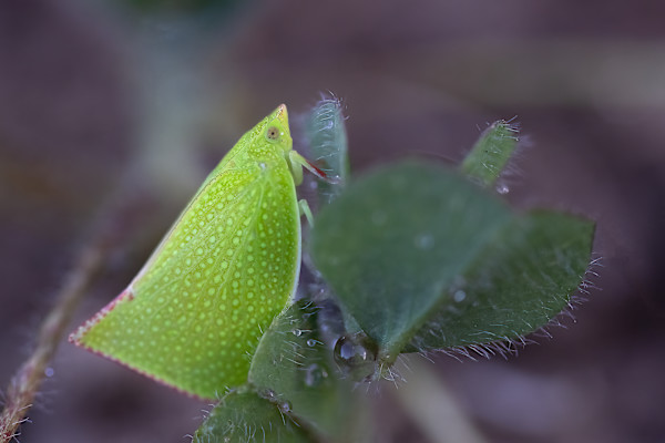 Planthopper on leaf by EB Photography