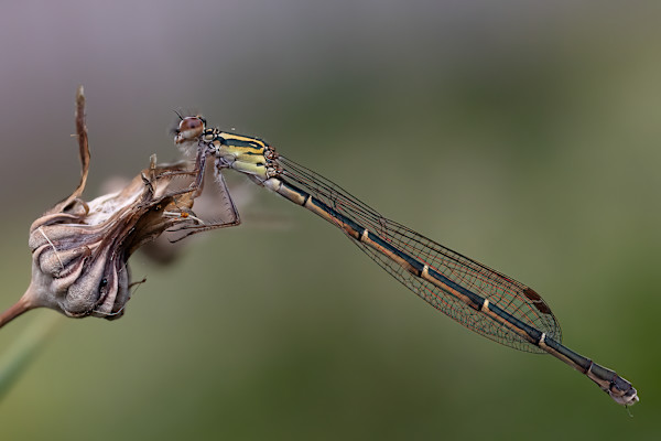 Rest time by EB Photography