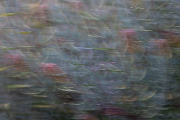 Lavender in motion by EB Photography