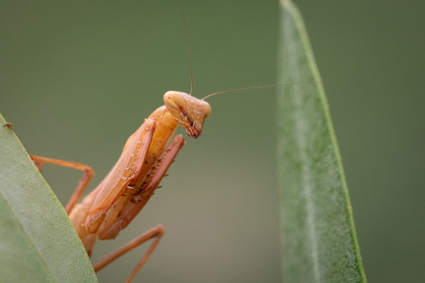 Peeking mantis by EB Photography