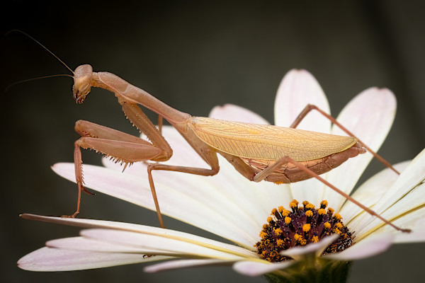 Mantis side-eye by EB Photography