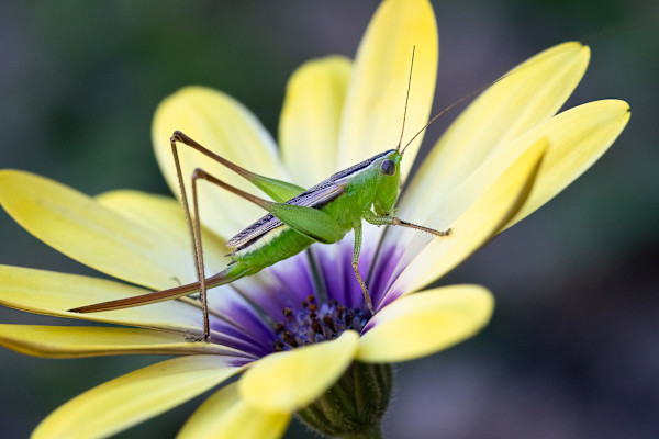 Cute katydid by EB Photography