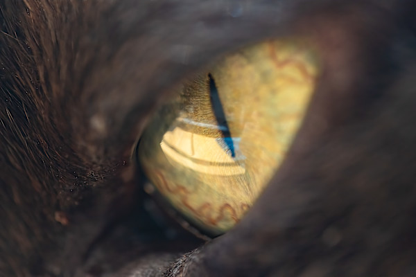 Cat's eye by EB. Photography