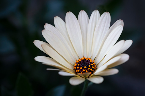 Dreamy petals by EB. Photography