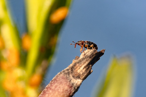 Weevil on top of the world by EB Photography