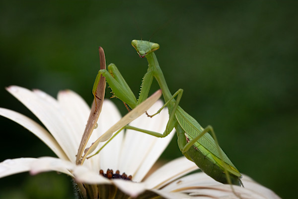 It's my flower! by EB Photography