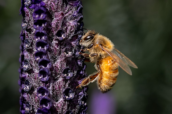 Lavender honey bee by EB Photography