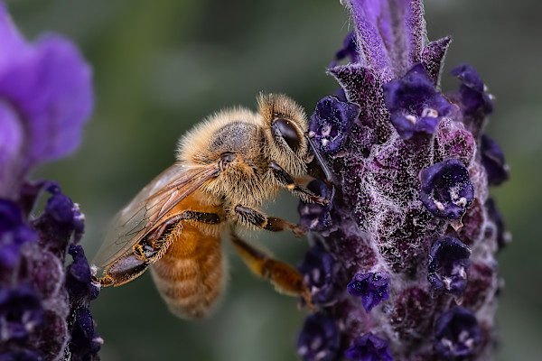 One giant step for bee kind by EB Photography