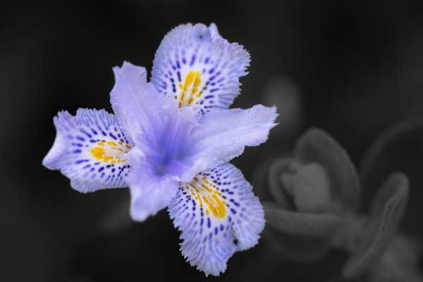 Iris by EB Photography