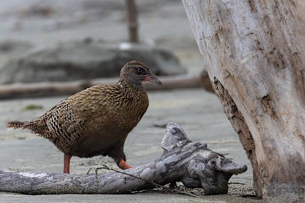 Weka standing beside tree by EB Photography