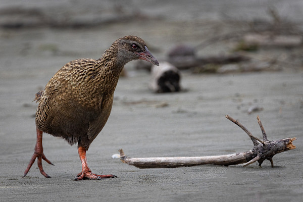 Weka in motion by EB. Photography