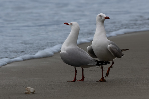 Snobby seagulls by EB. Photography