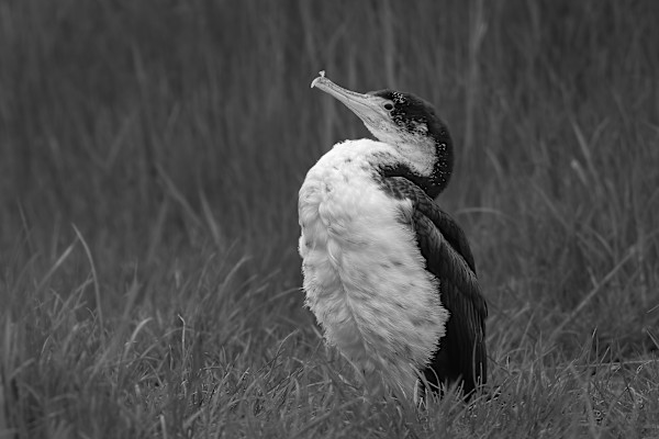 Baby cormorant by EB. Photography