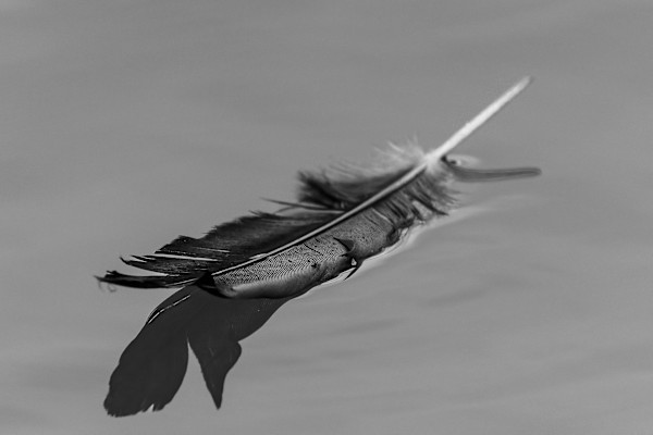 Feather reflection by EB. Photography