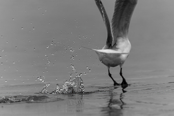 Making a splash by EB Photography