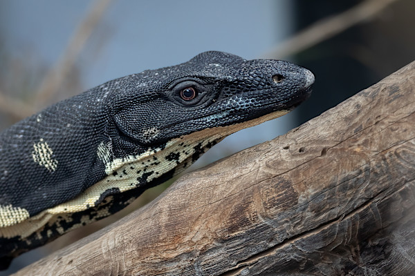Lace Monitor by EB Photography