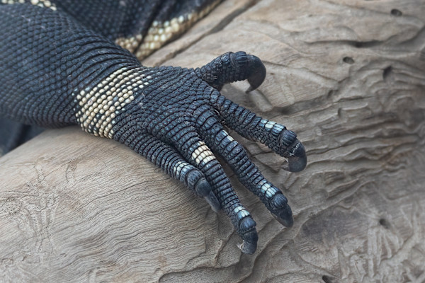 Lace Monitor claws by EB Photography