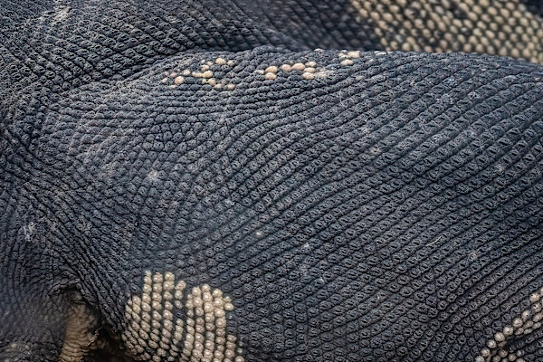 Lace monitor skin by EB Photography
