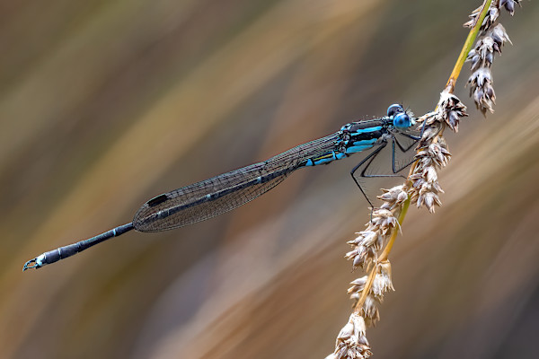 Damsel on the reeds by EB Photography