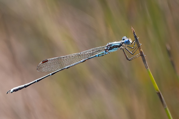 Clinging to the reeds by EB Photography
