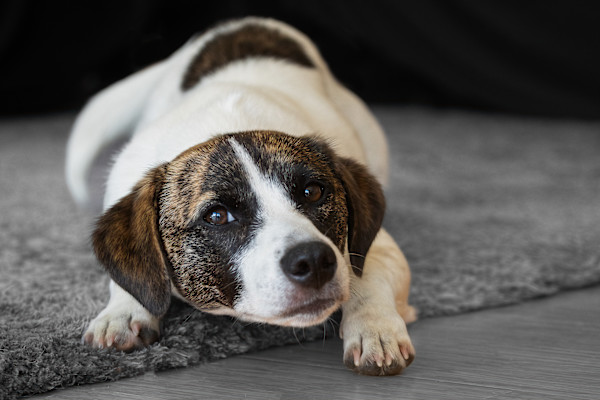 Downward dog by EB Photography