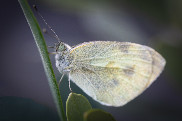White butterfly by EB Photography