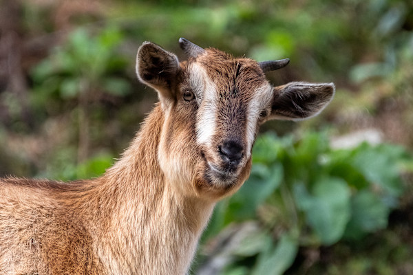 Happy goat by EB Photography