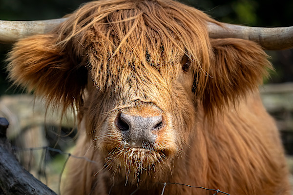 Handsome highland by EB. Photography