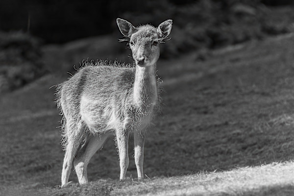 Baby Shy Fellow by EB Photography