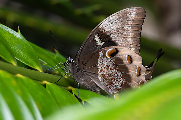 Ulysses Butterfly by EB Photography