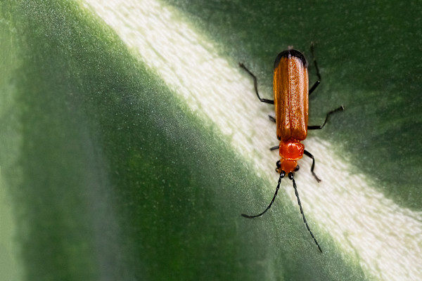 Common Red Soldier Beetle by EB Photography