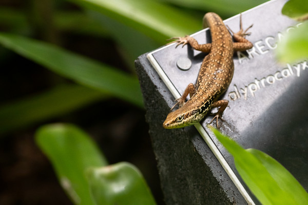 Skink on exhibition by EB Photography
