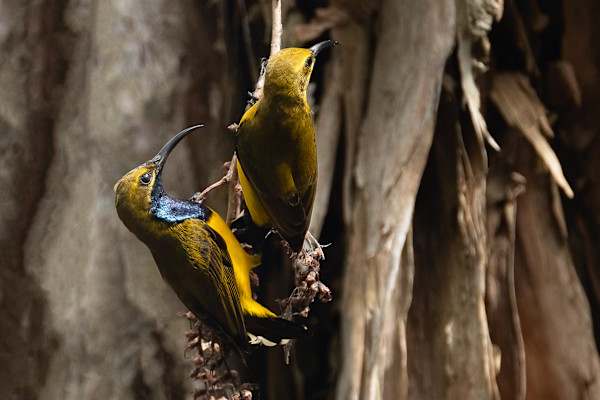 Sunbird on a tree by EB Photography