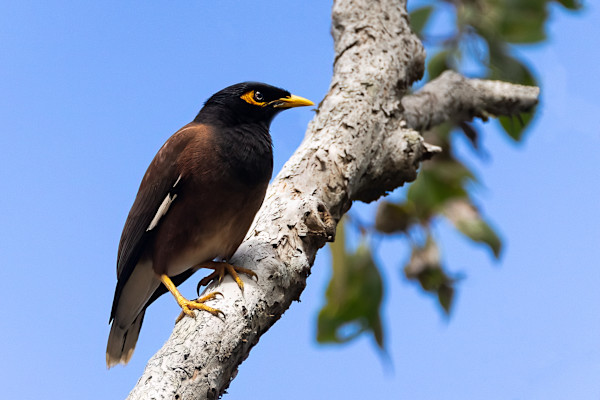 Myna on a tree by EB Photography