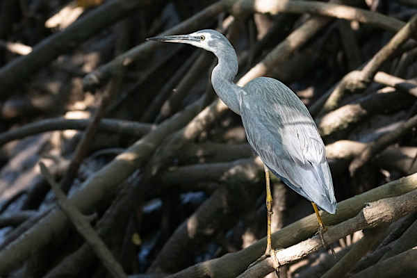 Heron on a tree by EB Photography