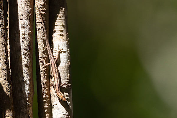 Skink on a tree by EB Photography