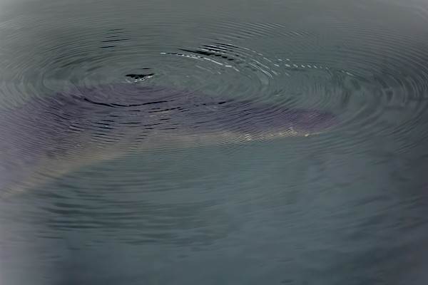 Crocodile submerging under the water by EB Photography