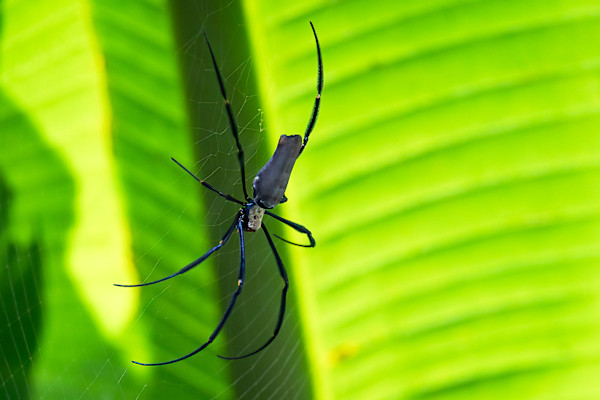 Large black orb weaver spider by EB. Photography