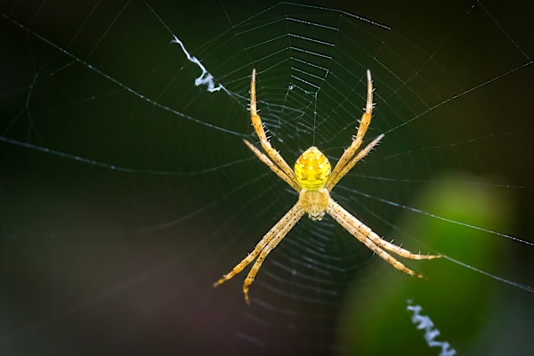 Hawaiian Garden Spider by EB Photography