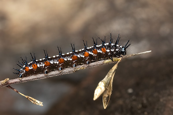 Autumn Leaf Caterpillar by EB Photography