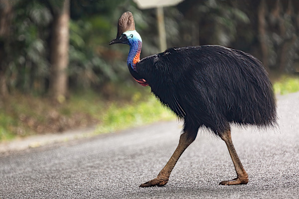 Why did the Cassowary cross the road...? by EB Photography