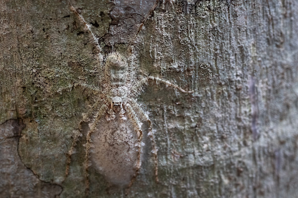 White Huntsman on tree with egg sac by EB. Photography