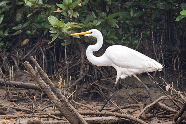 White Heron in mangroves by EB Photography