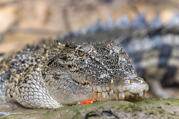 Saltwater crocodile lying beside a river by EB Photography