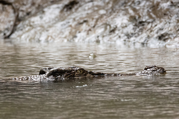 Saltwater crocodile partly submerged in a cave by EB. Photography