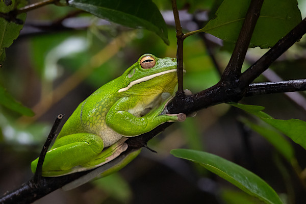 Green lipped tree frog by EB Photography