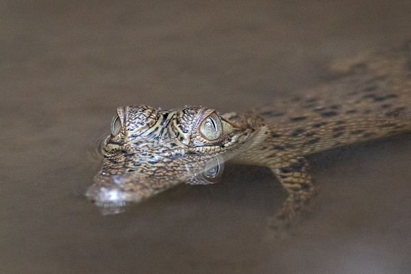 Baby croc on a bank by EB Photography