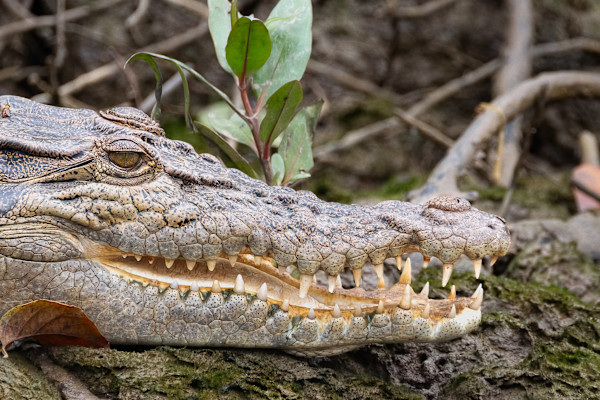 Croc on a bank by EB. Photography