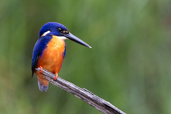 Azure Kingfisher by EB Photography